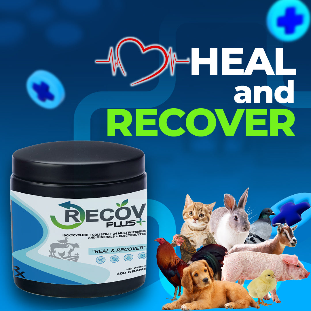 Recov Plus (250G)